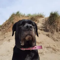 Profesjonalny inspektor nadzoru