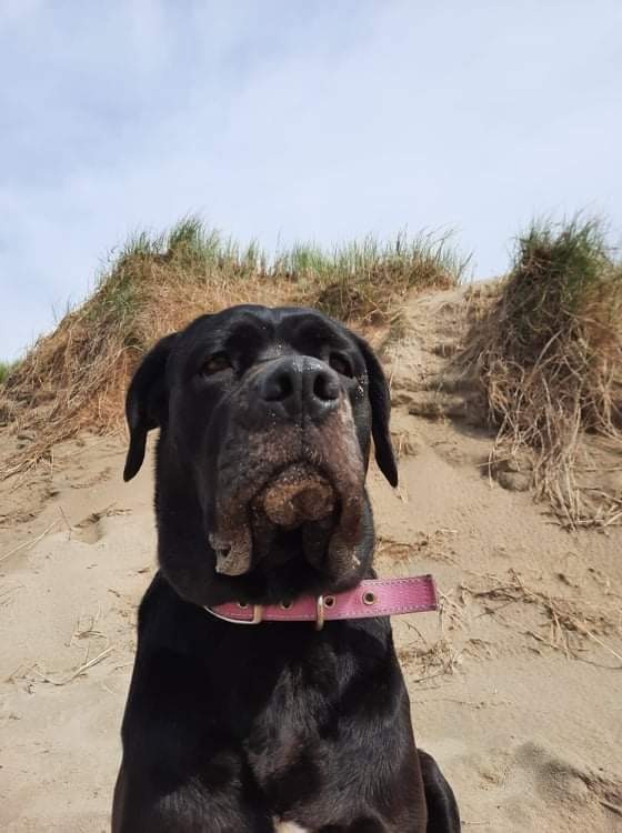 Profesjonalny inspektor nadzoru