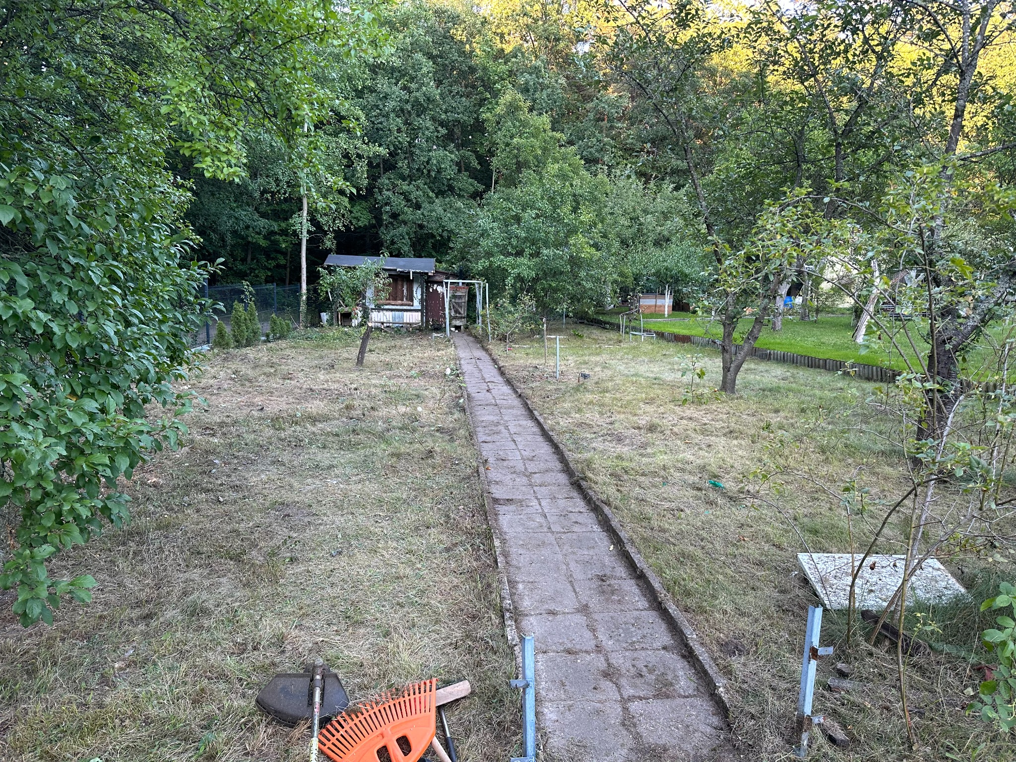 Zarośnięty trawnik z narzędziami ogrodniczymi, ścieżka z płyt prowadząca do małej altanki, drzewa owocowe i bujna roślinność w tle. Widok na zaniedbany ogród.