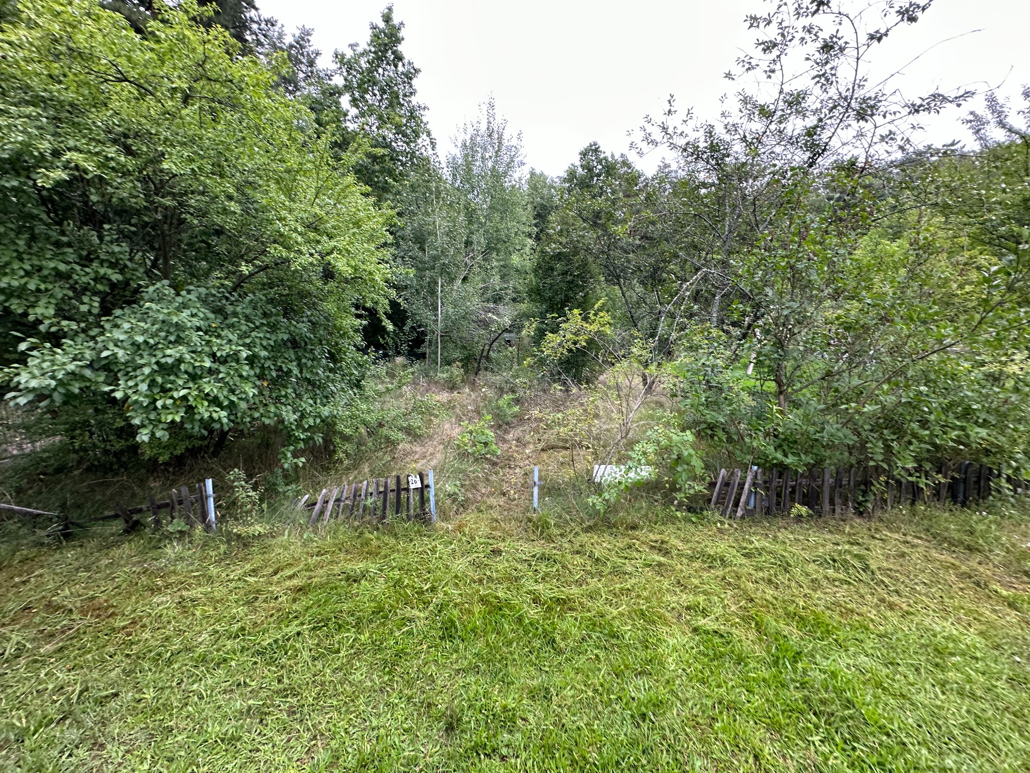 Świeżo skoszona trawa na działce z fragmentami drewnianego płotu i bujną roślinnością w tle. Widoczne ślady koszenia.