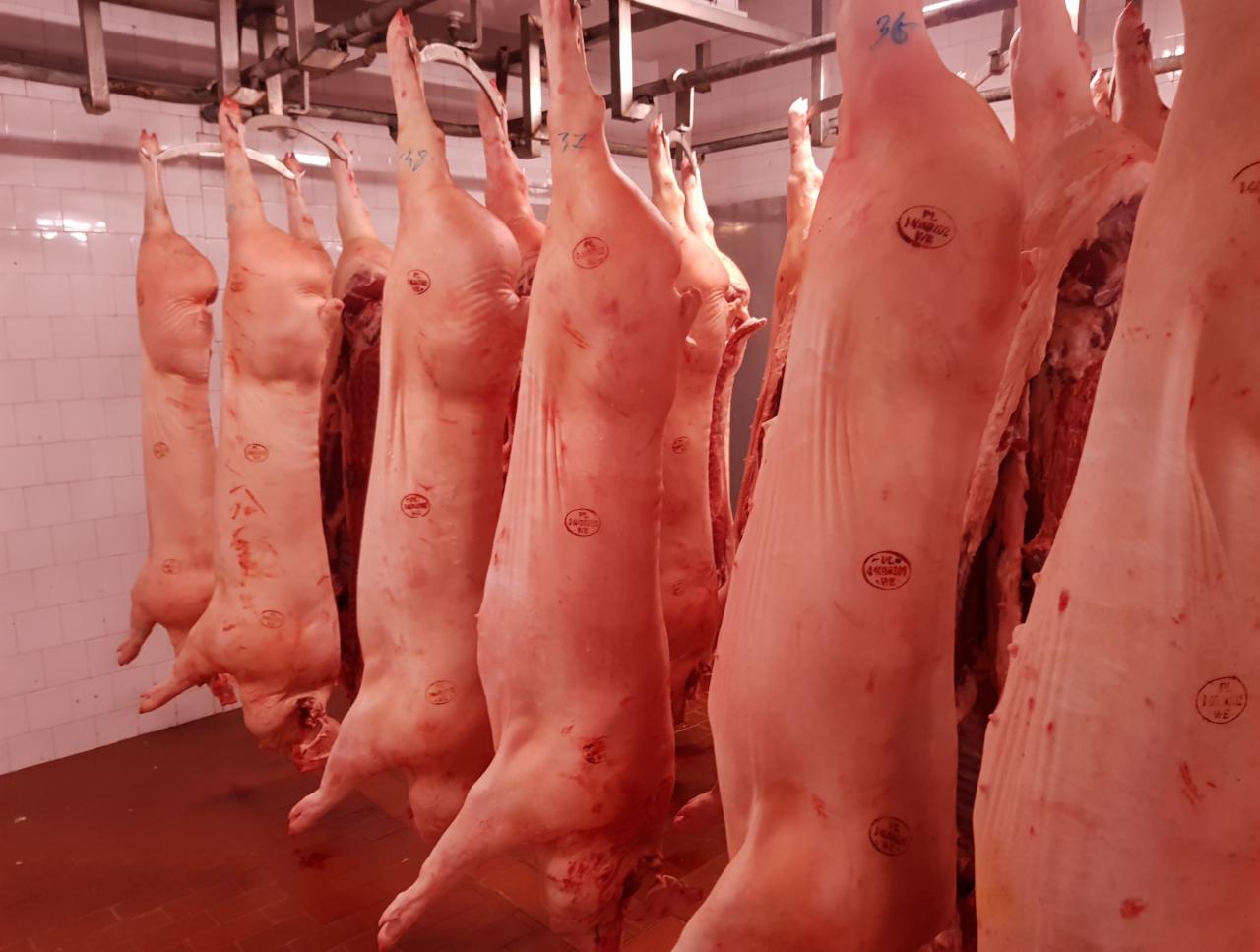 Rzędy tusz wieprzowych wiszących na metalowych hakach w chłodni, widoczne stemple kontroli weterynaryjnej i numery identyfikacyjne na skórze.