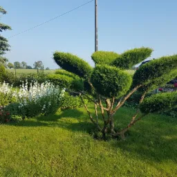 Formowana tuja na trawniku, z kształtem przypominającym płomienie, otoczona kwitnącymi białymi kwiatami i zielenią, na tle błękitnego nieba i słupa energetycznego.