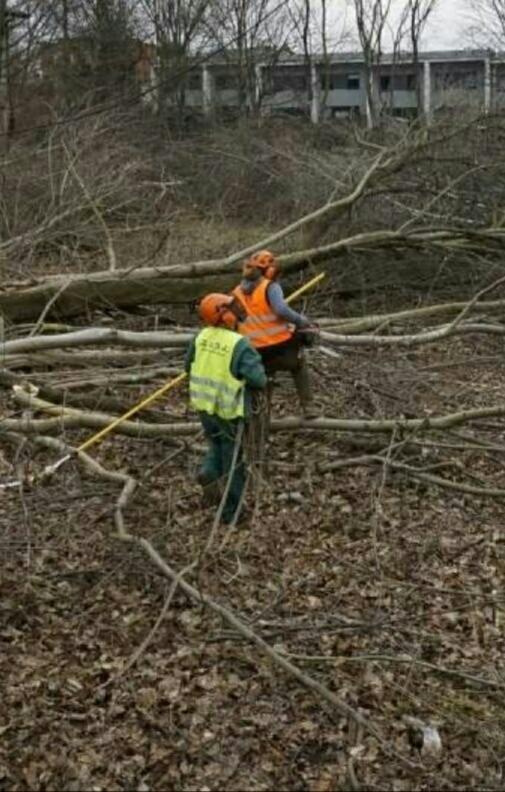 Dwóch pracowników w odblaskowych kamizelkach i kaskach, usuwa powalone drzewa i gałęzie w lesie.