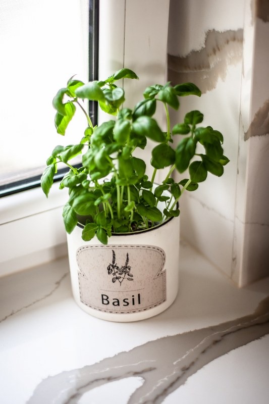 Donica z bazylią na jasnym blacie o marmurkowym wzorze, stojąca przy oknie.