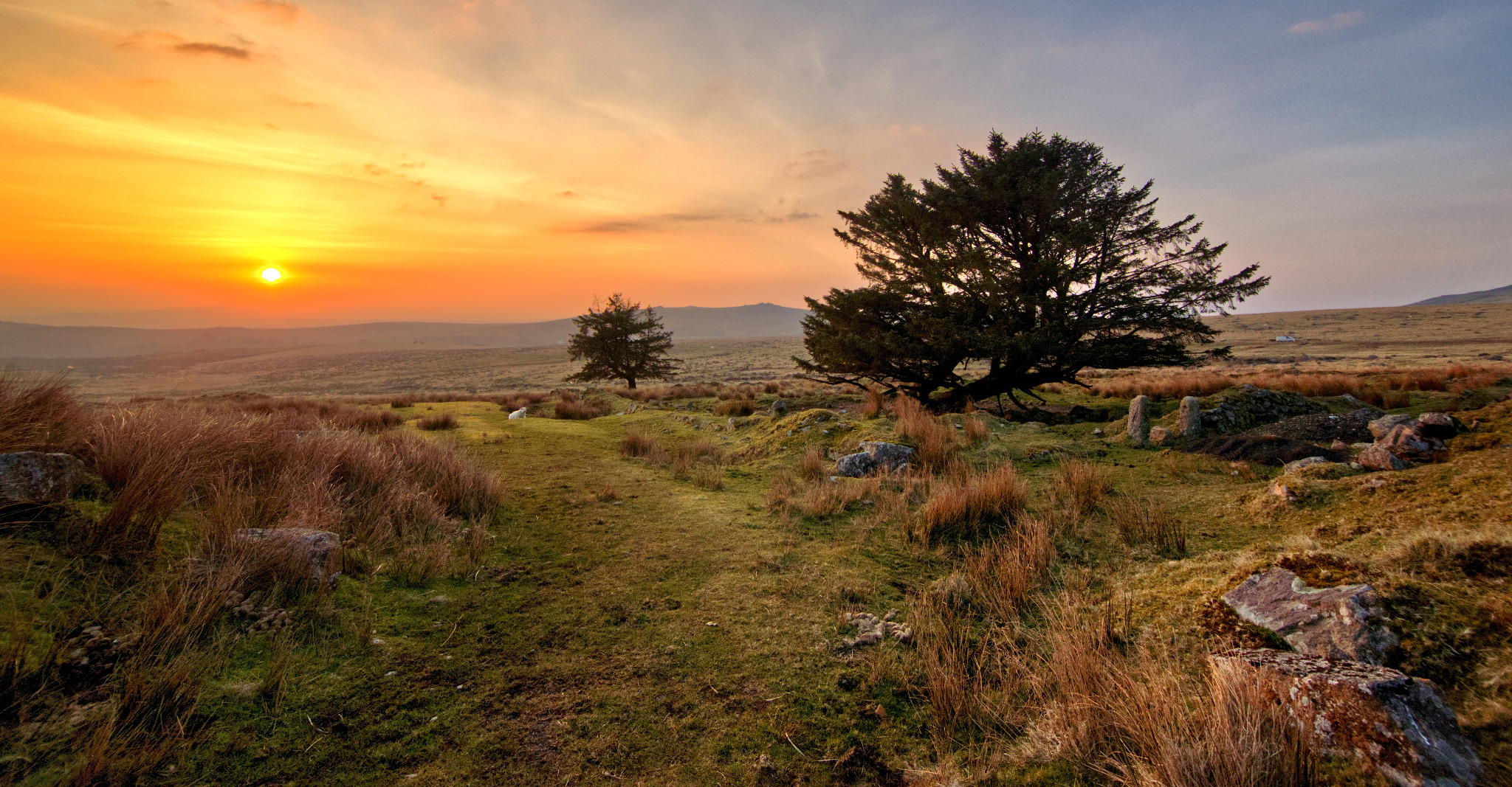 Pejzaż wrzosowiska o zachodzie słońca z dwoma samotnymi drzewami iglastymi i ścieżką prowadzącą w dal, oświetlony ciepłym światłem zachodzącego słońca.