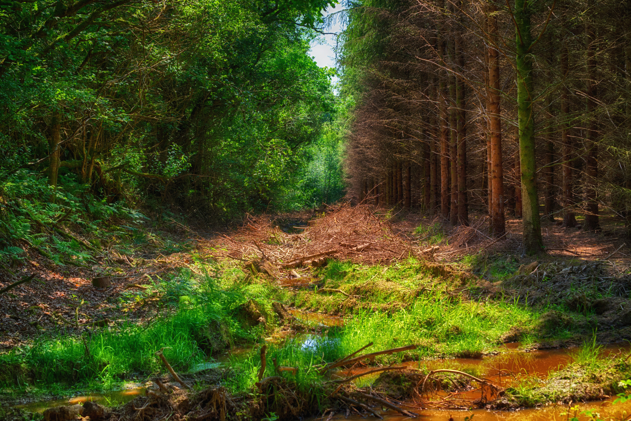 Ścieżka w lesie, gdzie po lewej stronie rosną drzewa liściaste z zielonymi liśćmi, a po prawej stronie drzewa iglaste bez liści, w środku widać ślady po wycince drzew.