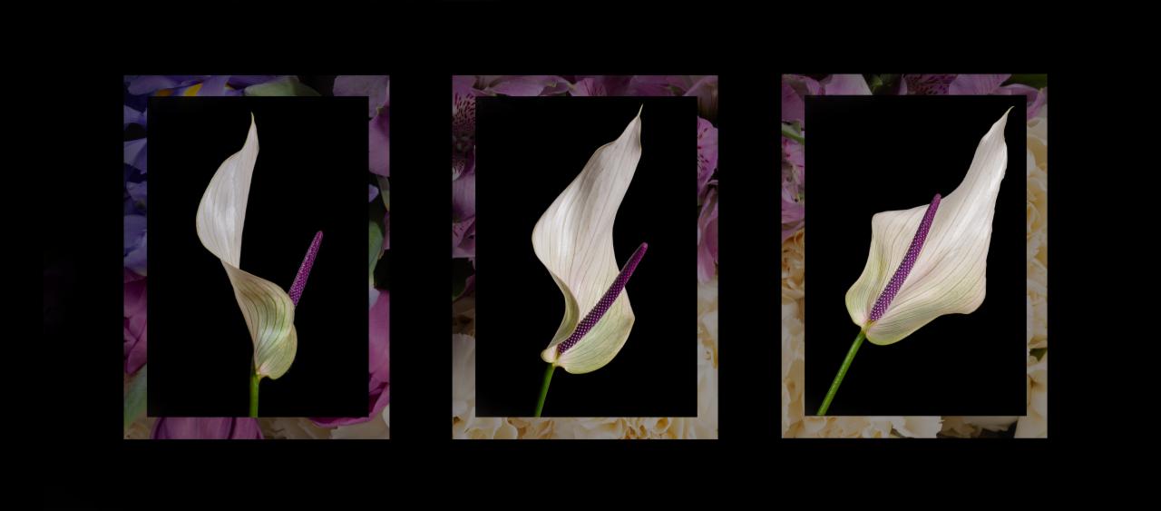 Tryptyk z białych anturiów z fioletowymi kolbami na czarnym tle, obramowany kompozycjami kwiatowymi.