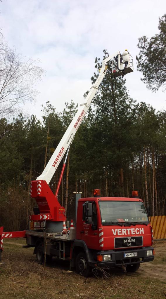 Czerwony podnośnik koszowy firmy Vertech MAN z Radomia, z wysięgnikiem skierowanym ku koronie drzewa, gdzie w koszu znajduje się pracownik w kasku.