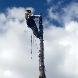 Arborysta w uprzęży, tnący piłą spalinową wysoki pień drzewa na tle błękitnego nieba z chmurami.