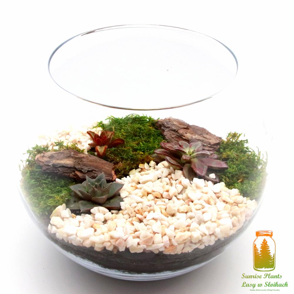 Szklana kula z kompozycją sukulentów, mchu, kory i białego żwiru na ciemnej ziemi, widoczne logo firmy w prawym dolnym rogu.