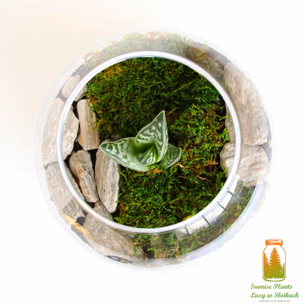 Szklany terrarium z mchem, kamieniami i małą sukulentową rośliną o zielono-białych liściach, widok z góry.