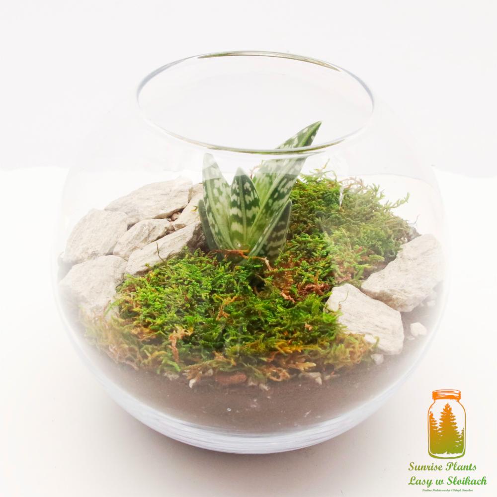 Szklana kula z miniaturowym ogrodem: sukulent w centrum, otoczony mchem i jasnymi kamieniami na ciemnym podłożu, z logo firmy w prawym dolnym rogu.