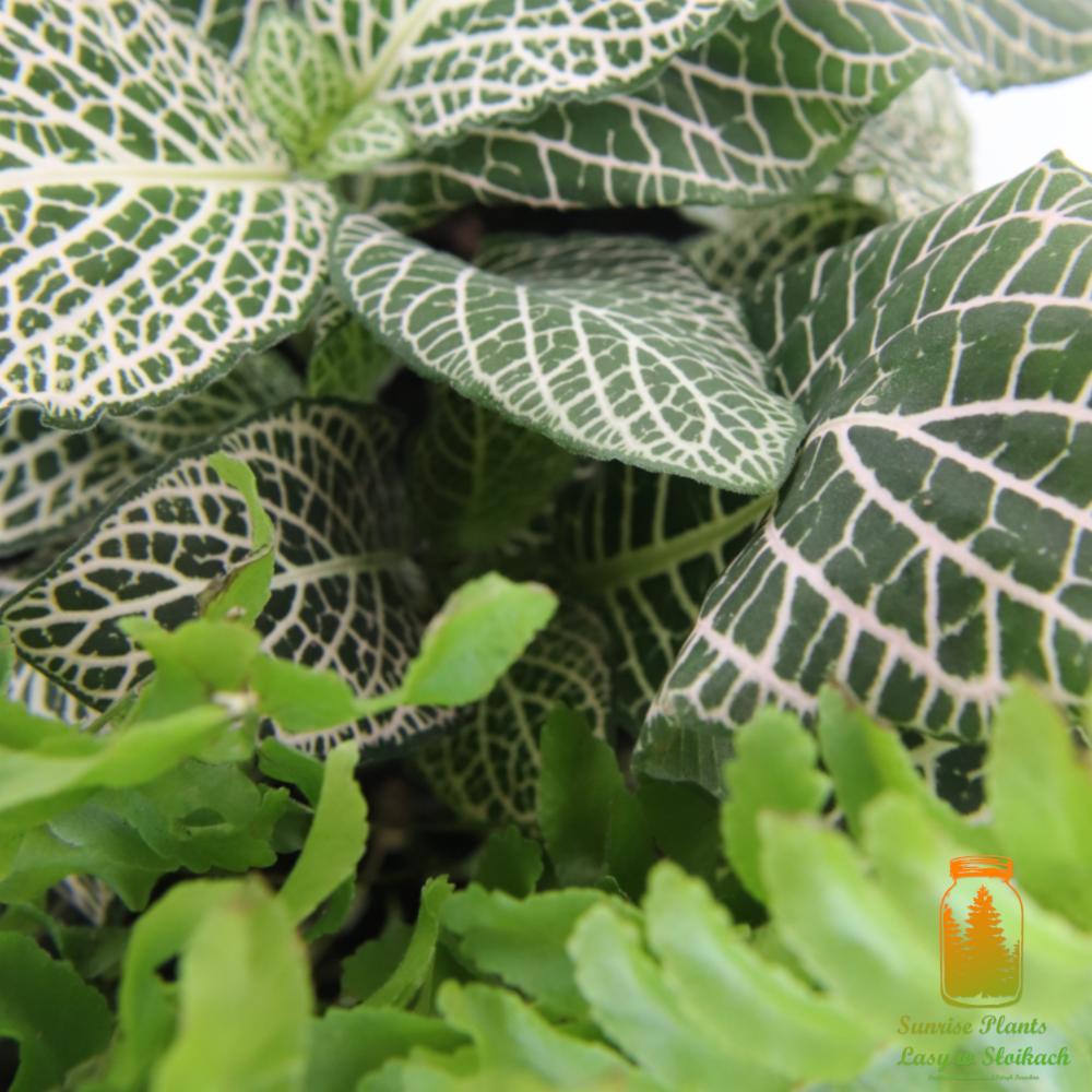 Zbliżenie na liście fittonii o wyraźnym, białym unerwieniu oraz mniejsze, jasnozielone liście innej rośliny na dole kadru, z widocznym logo firmy Sunrise Plants w prawym dolnym rogu.