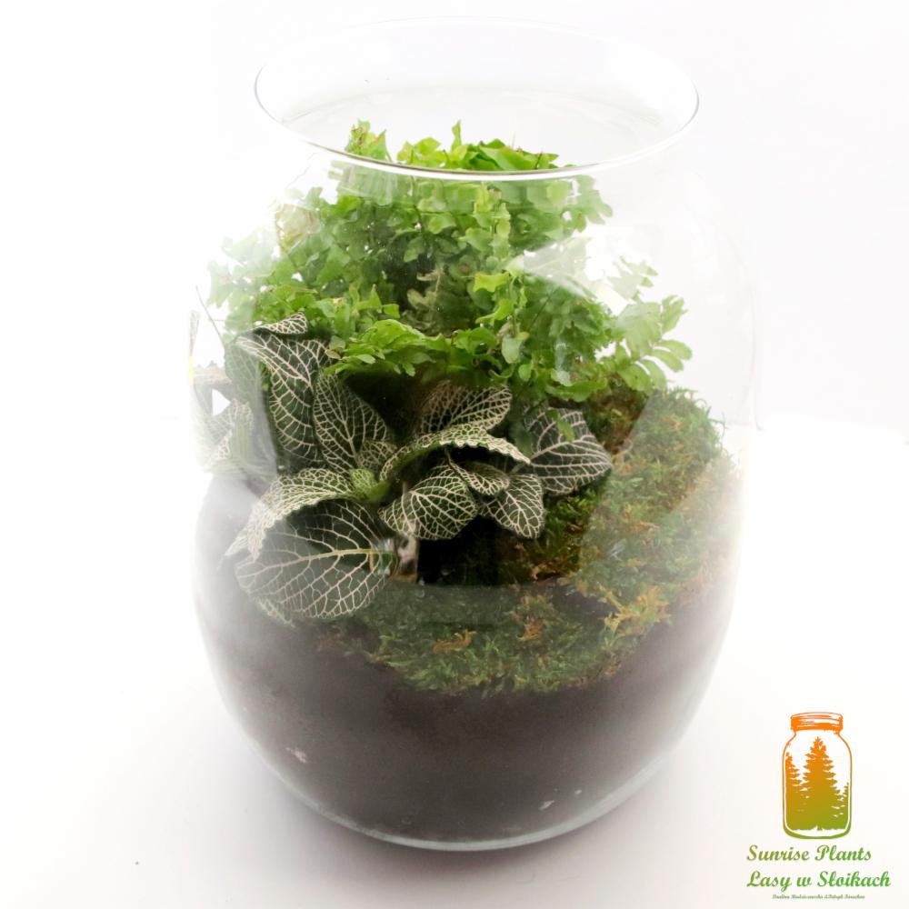 Szklane naczynie z kompozycją roślinną: nerwówka, mech i paproć, na warstwie ciemnej ziemi, oświetlone jasnym światłem.