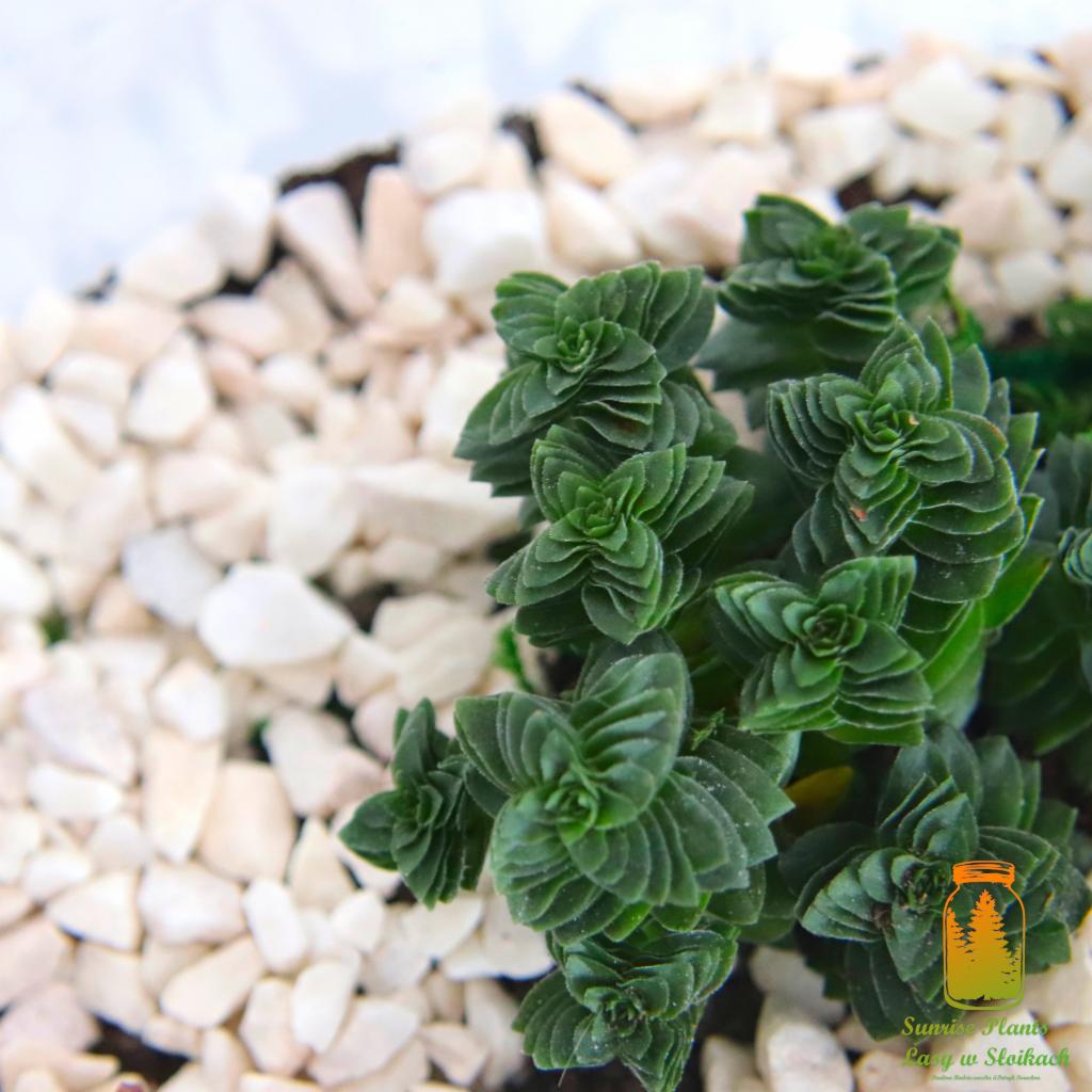 Kompaktowa roślina sukulentowa o spiralnym ułożeniu liści, otoczona białymi kamykami w doniczce, z widocznym logo firmy w prawym dolnym rogu.