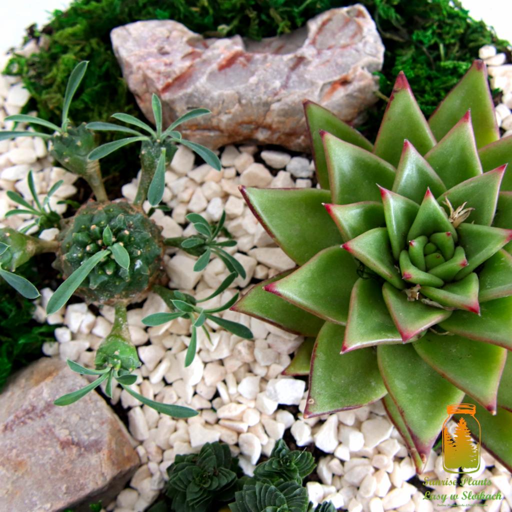 Kompozycja sukulentów z zielonym rozchodnikiem o czerwonych końcówkach, Euphorbia caput-medusae, kamieniami i białym grysem na mchu.