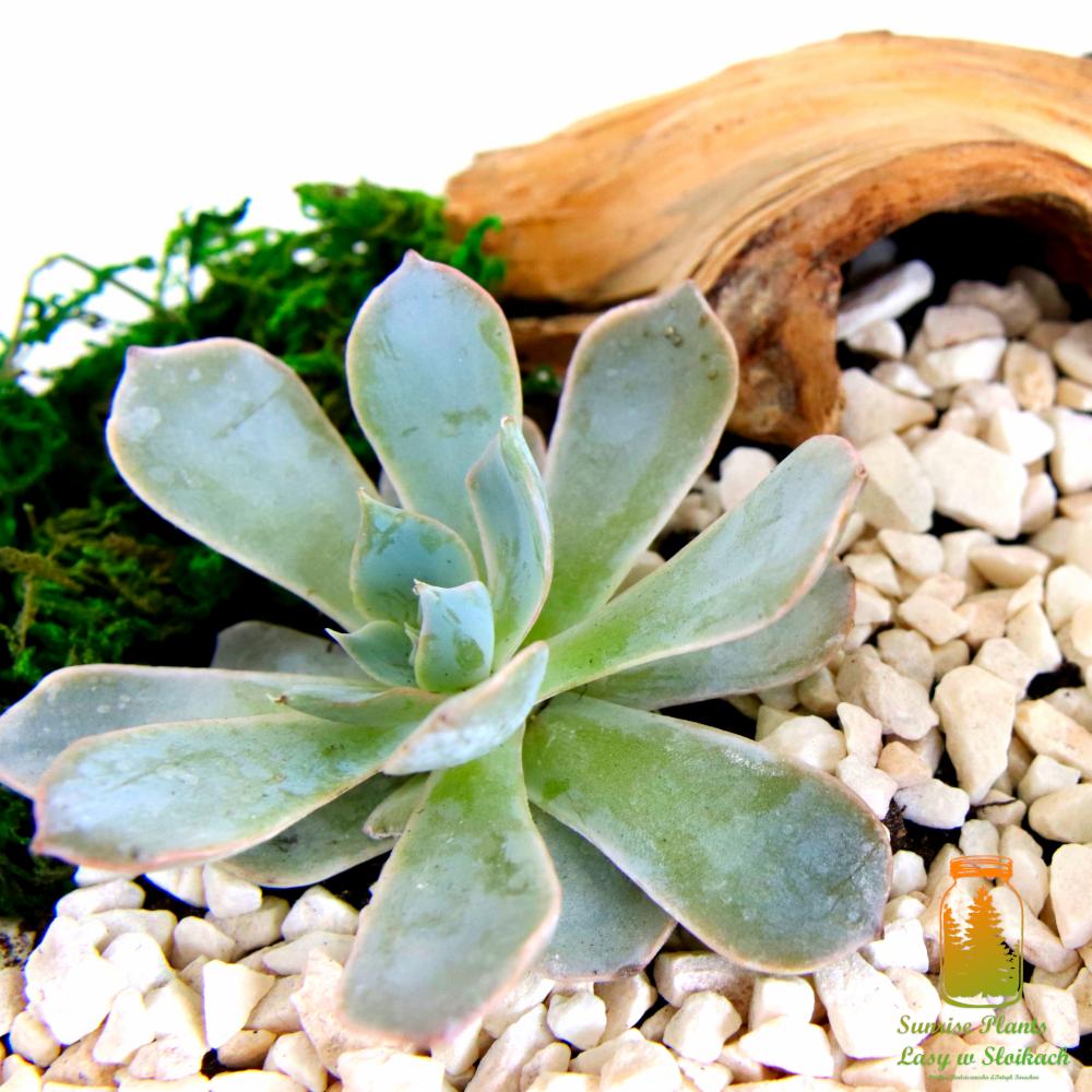Kompozycja z sukulentem Echeveria, mchem i korą drzewa na podłożu z białych kamyczków, widoczne logo firmy w rogu.