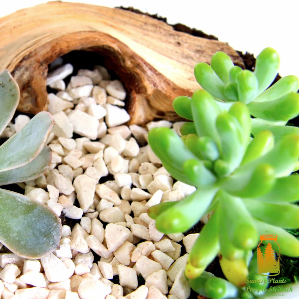 Kompozycja z sukulentów w drewnianym pojemniku wypełnionym białym żwirem, z bliska.