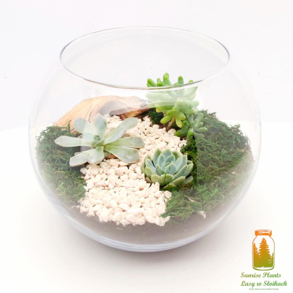Szklana kula z kompozycją sukulentów na mchu i białych kamykach, z fragmentem drewna w tle, na białym tle.