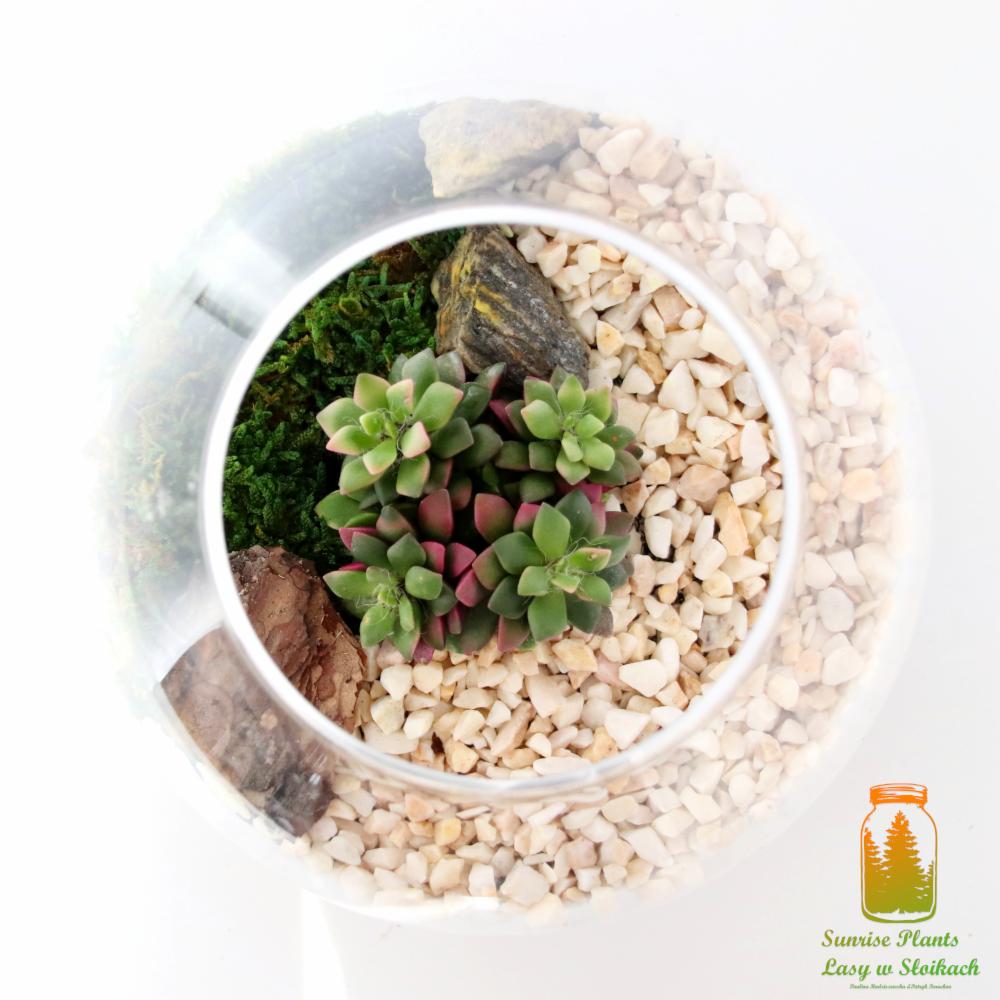 Szklane terrarium z sukulentami, mchem, drobnymi kamieniami i korą drzewną, widok z góry na białym tle.