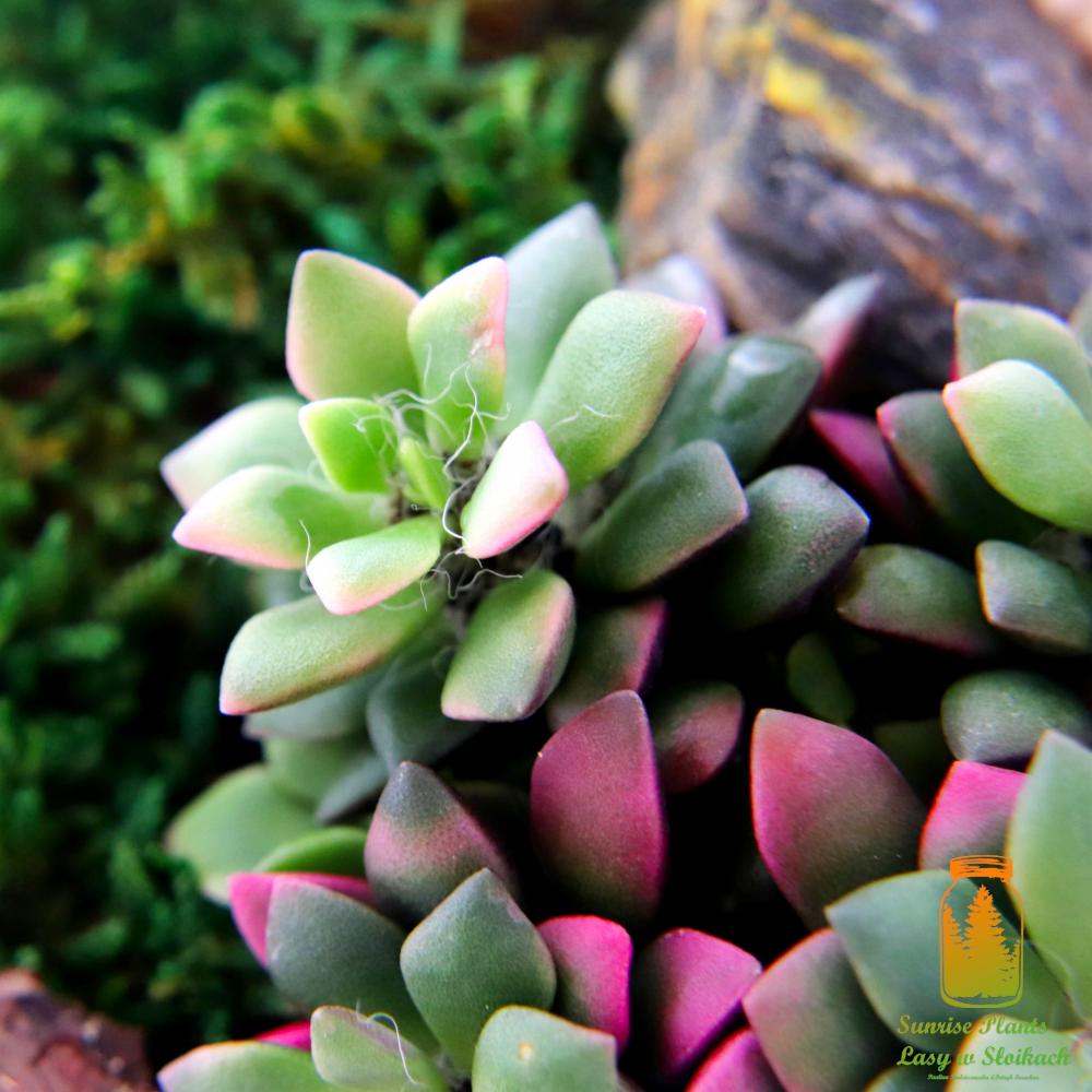 Detaliczne ujęcie sukulentu z zielono-różowymi liśćmi na tle mchu i skały, z widocznym logo firmy w prawym dolnym rogu.