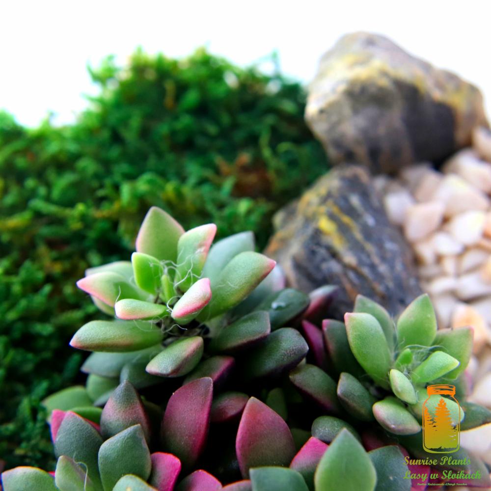 Kompozycja z sukulentów o zielono-różowych liściach, mchu i kamieni w jasnej aranżacji.