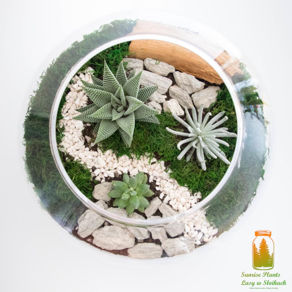 Szklana kula z kompozycją sukulentów, mchu, białych kamyczków i kawałków kory, tworząca miniaturowy ekosystem dekoracyjny.