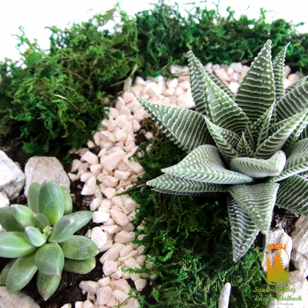 Kompozycja z sukulentów: Haworthia z białymi prążkami, Echeveria, mech i białe kamyczki, widoczne logo firmy w prawym dolnym rogu.