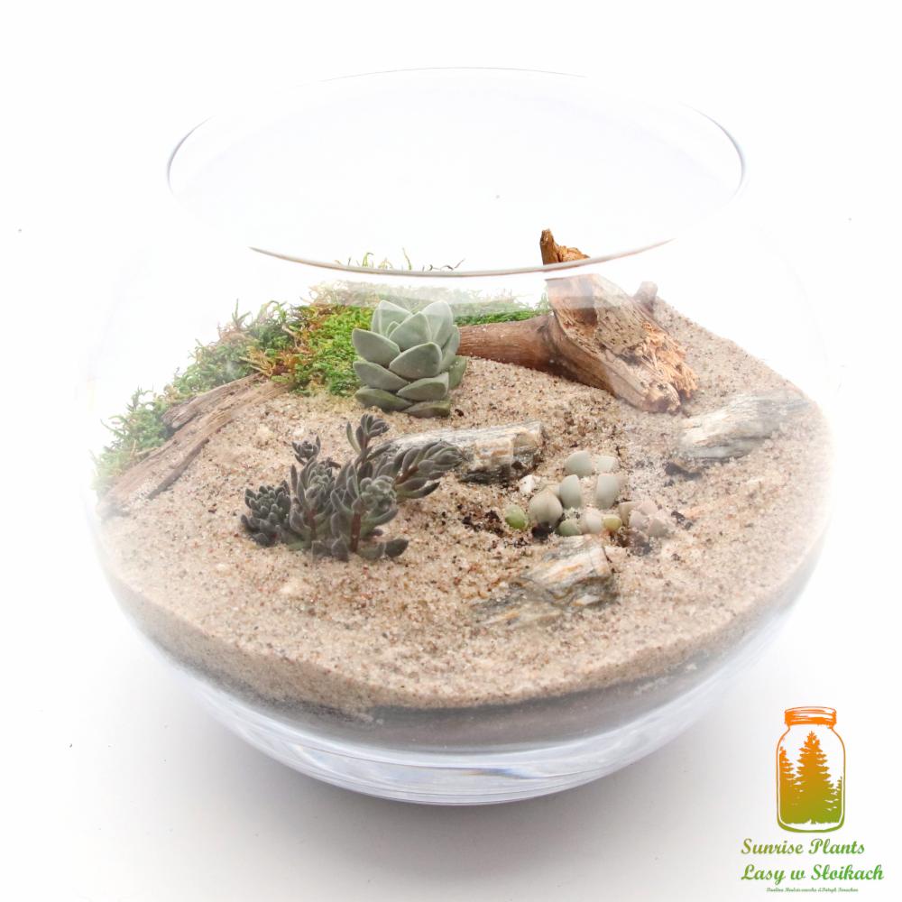 Szklana kula z kompozycją sukulentów, mchu, piasku i kawałków drewna, tworząca miniaturowy krajobraz pustynny.
