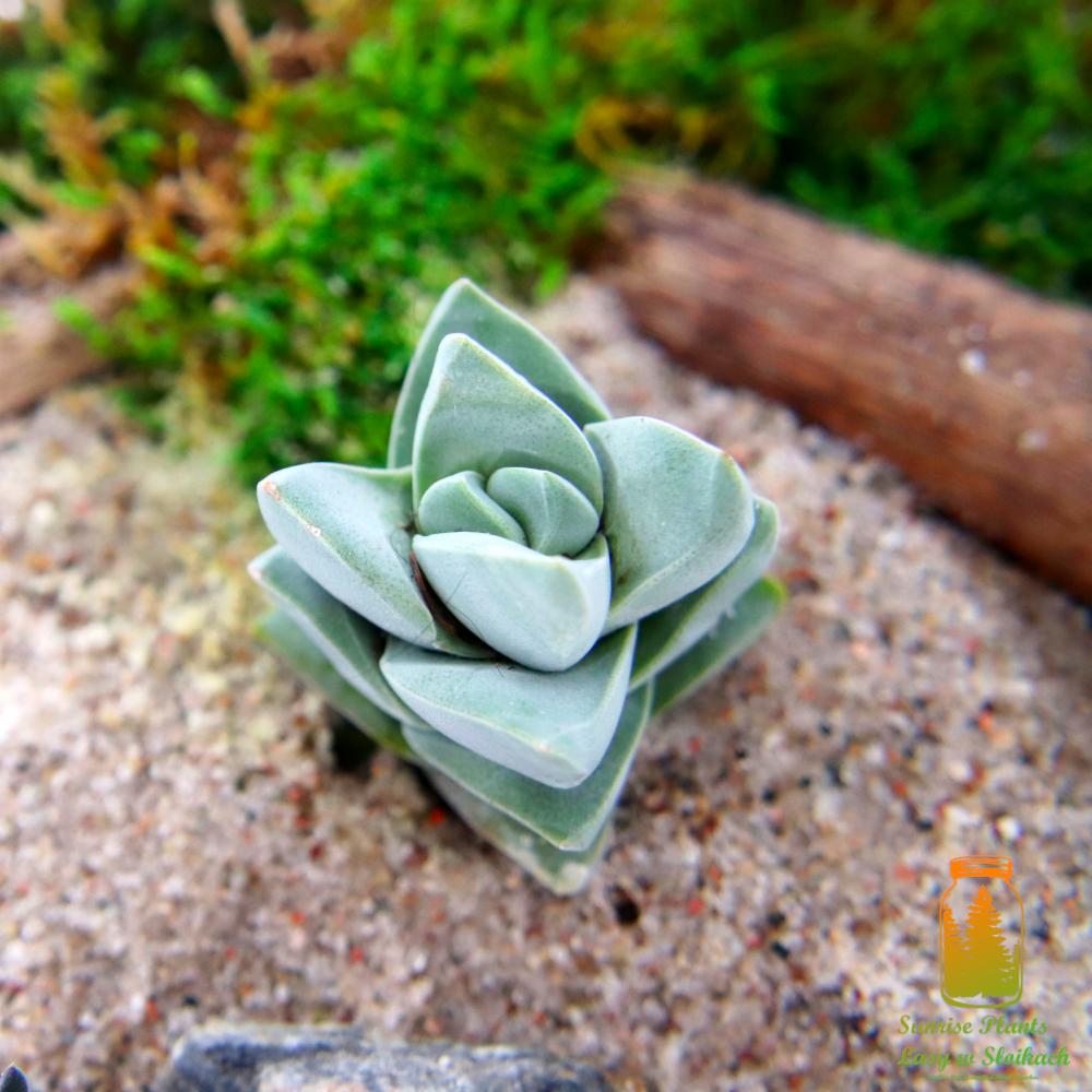 Bladoróżowy sukulent Crassula pyramidalis na piasku, z mchem i kawałkiem drewna w tle.