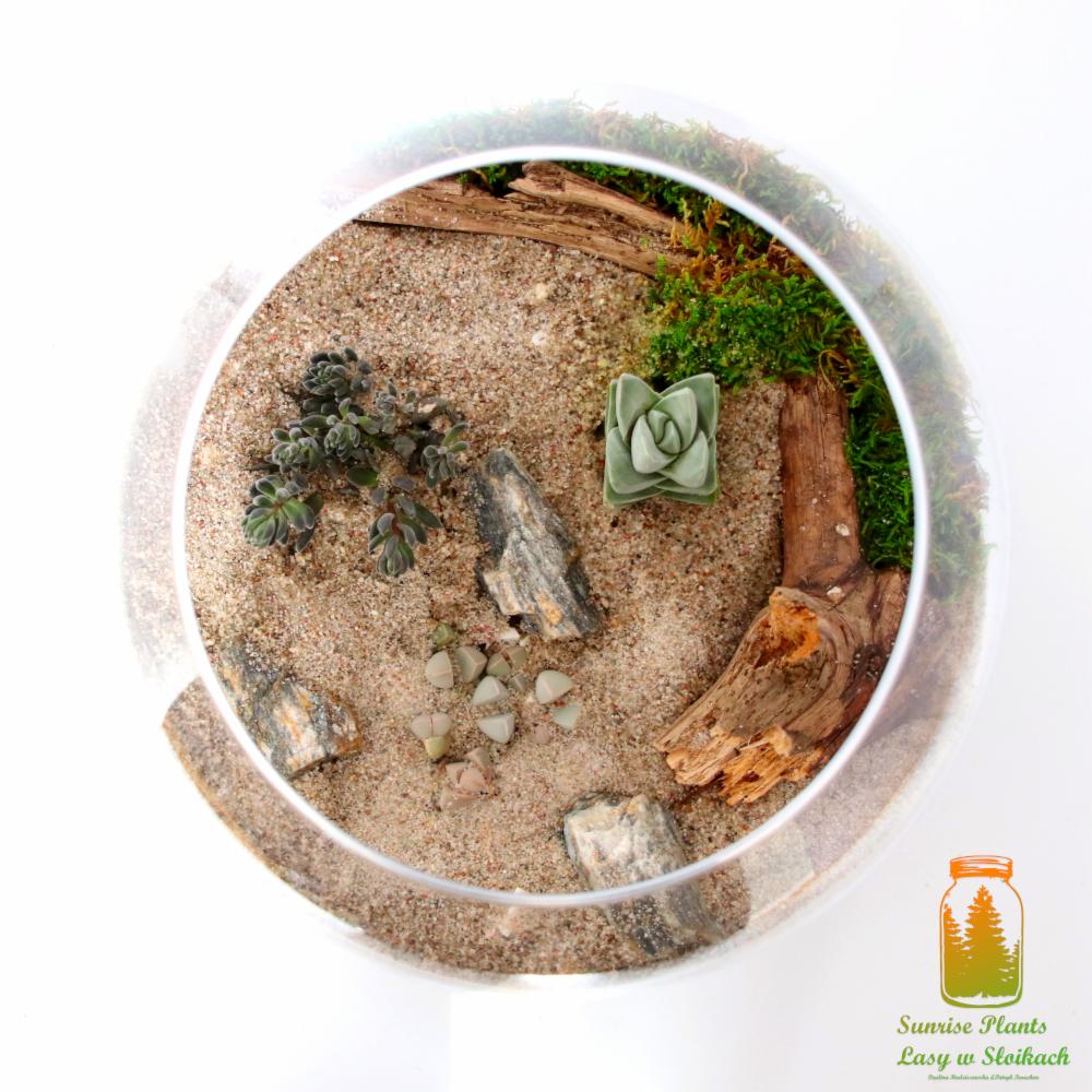 Szklana kula z piaskiem, sukulentami, mchem i kawałkami drewna, tworząca miniaturowy ogród w stylu pustynnym.