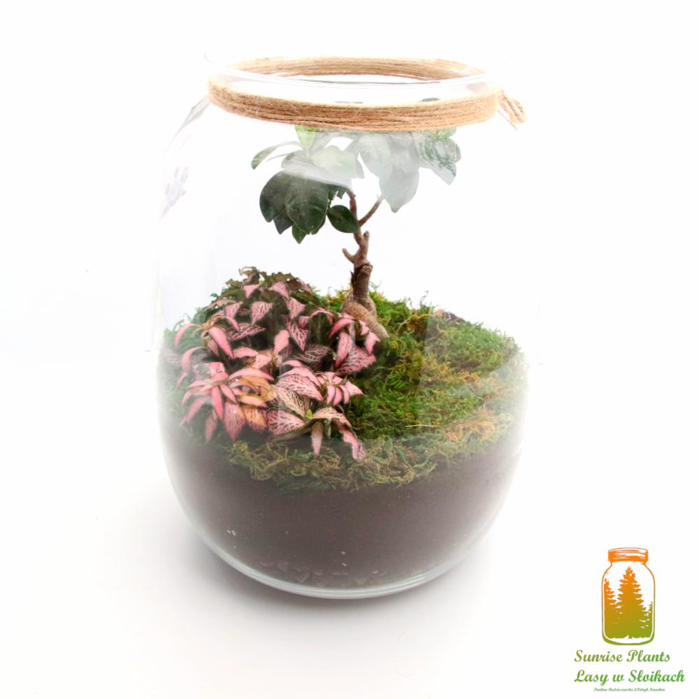 Szklany słój z miniaturowym ekosystemem: drzewko bonsai, mech i różowe fitonie na ciemnym podłożu, przewiązany sznurkiem jutowym.
