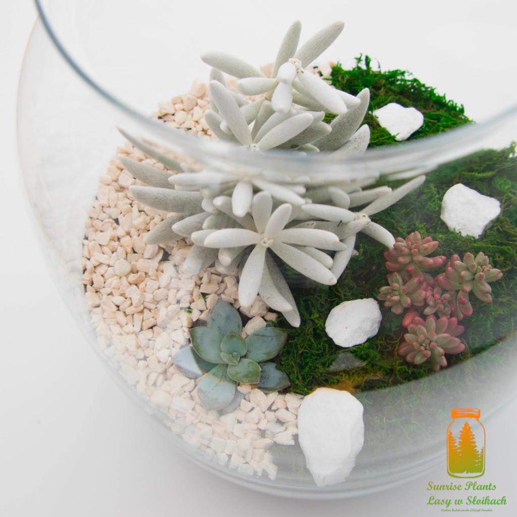 Szklana kula z kompozycją sukulentów, mchu, białych kamyków i dekoracyjnych białych bryłek, widziana z góry pod kątem.