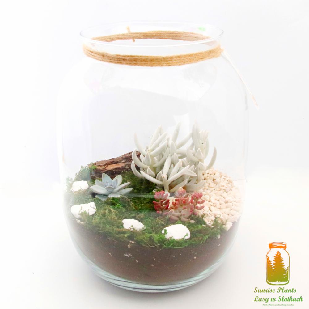 Szklany słój z kompozycją sukulentów, mchem, korą drzewa i białymi kamykami, zwieńczony jutowym sznurkiem.