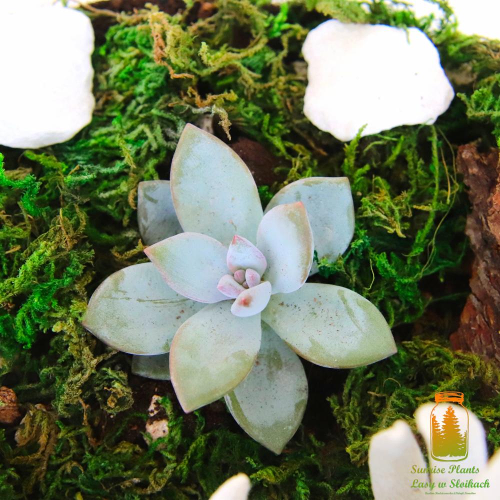 Delikatny sukulent w aranżacji z mchu, kory i białych kamieni, ujęcie z góry.