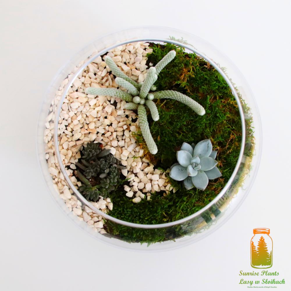 Szklana kula z kompozycją sukulentów na mchu i białym żwirze, widok z góry, minimalistyczny design.