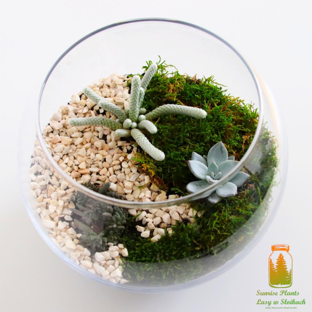 Szklana kula z kompozycją sukulentów, mchu i białych kamyczków, oświetlona z góry, z widocznym logo firmy w prawym dolnym rogu.