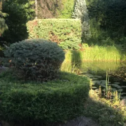 Ogród z oczkiem wodnym, formowane krzewy, trawy i drzewa w tle, widok z poziomu gruntu.