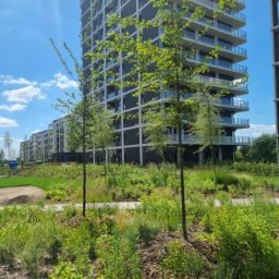 Trawa z rolki Tulewo Górne 3