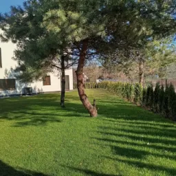 Zadbany trawnik z rolki przed nowoczesnym domem, z niskimi tujami wzdłuż ogrodzenia. Na trawniku rosną drzewa iglaste, rzucające cienie. Słoneczny dzień.