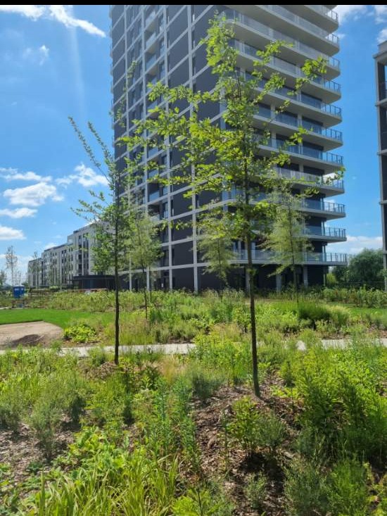Nowoczesny krajobraz miejski: młode drzewa zasadzone przed wysokim budynkiem mieszkalnym z balkonami, bujna roślinność w pierwszym planie, słoneczny dzień.