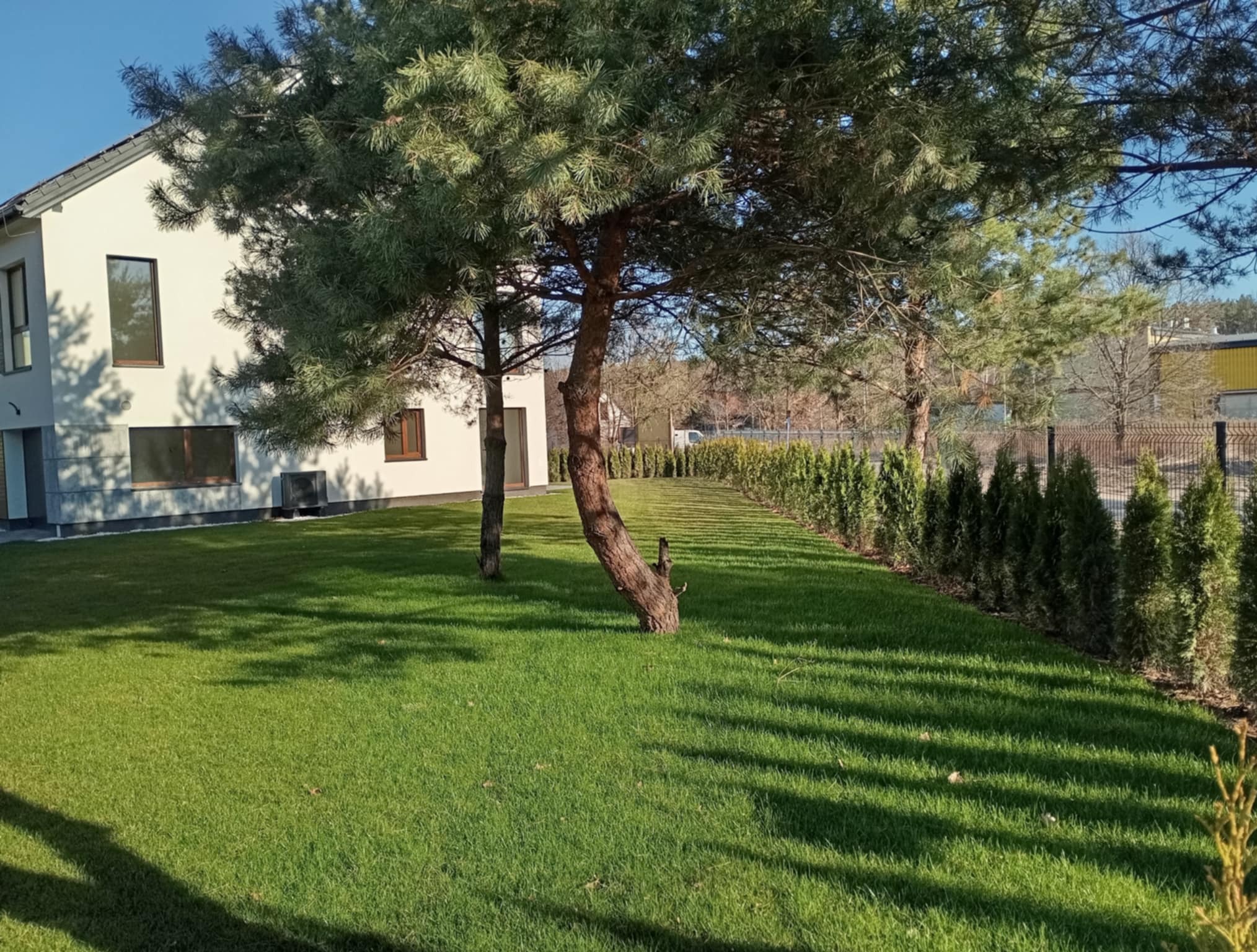 Zadbany trawnik z rolki przed nowoczesnym domem, z niskimi tujami wzdłuż ogrodzenia. Na trawniku rosną drzewa iglaste, rzucające cienie. Słoneczny dzień.