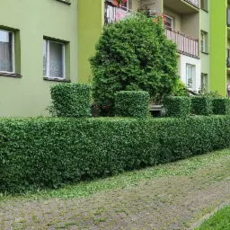 Równa, zielona żywopłot z przyciętymi fragmentami w kształcie sześcianów, oddzielająca trawnik od chodnika z kostki brukowej, na tle wielopiętrowego bloku mieszkalnego.