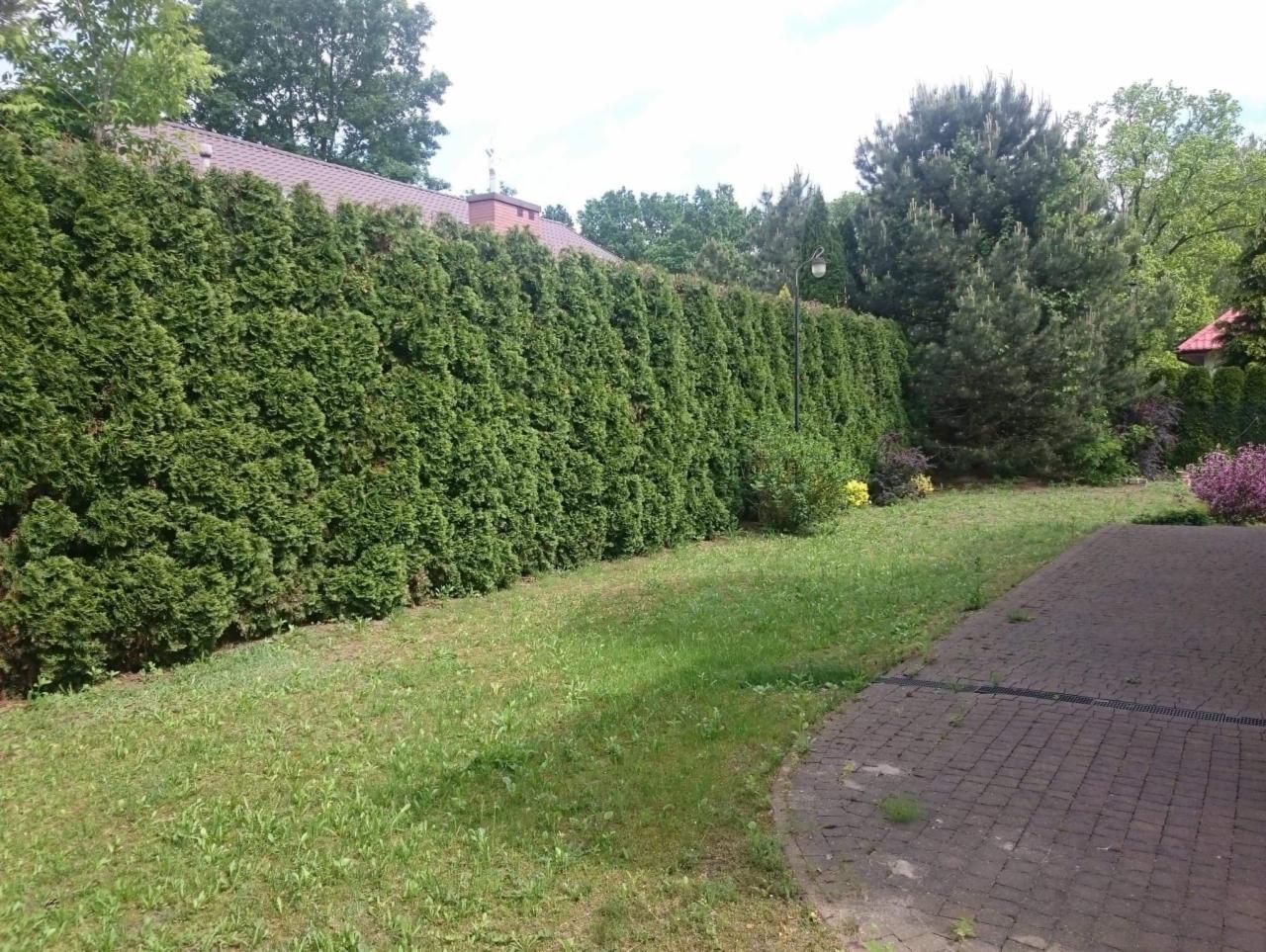 Długi, gęsty żywopłot z tuj szmaragdowych oddzielający posesję od sąsiadów, widok na zadbany trawnik i fragment brukowanej ścieżki.