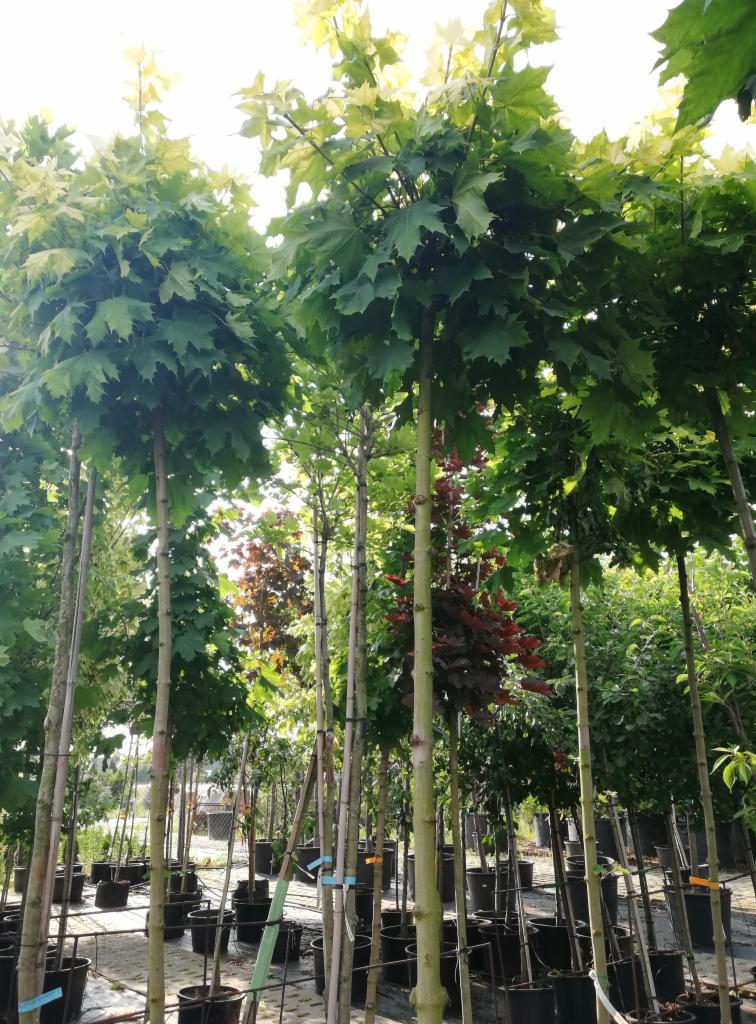 Rząd młodych klonów w donicach, przygotowanych do sprzedaży lub nasadzeń, z widocznymi zielonymi i czerwonymi odmianami.