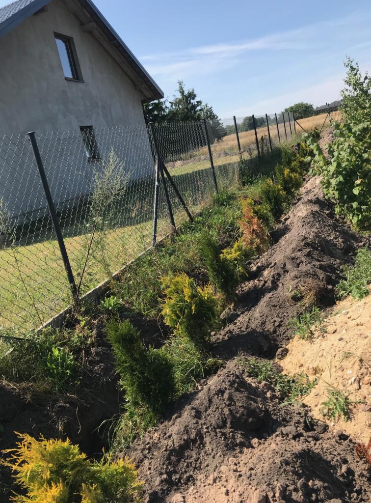 Świeżo posadzone tuje wzdłuż ogrodzenia z siatki, widok na dom w tle, ziemia wokół roślin jeszcze nie wyrównana.
