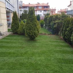 Wycinka drzew Rumia 1