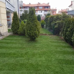 Świeżo ułożona trawa z rolki w ogrodzie przydomowym, widoczne regularne pasy po wałowaniu, tuje wzdłuż ogrodzenia, niebieski wąż ogrodowy leży na trawniku.