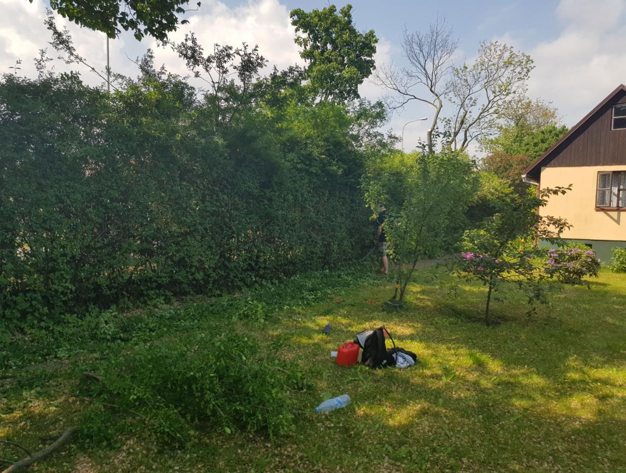 Przycinanie wysokiego żywopłotu z krzewów liściastych w ogrodzie przydomowym; widoczne świeżo obcięte gałęzie na trawie, pracownik z narzędziem w tle, kanister i plecak obok drzewka.