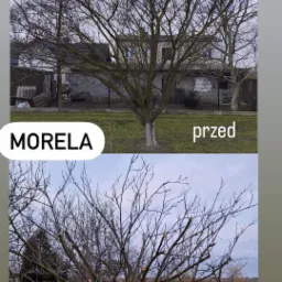 Porównanie drzewa Morela przed i po przycięciu gałęzi, widoczne świeże cięcia na pędach.